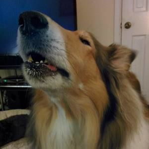 Meet your Posher, Joyce